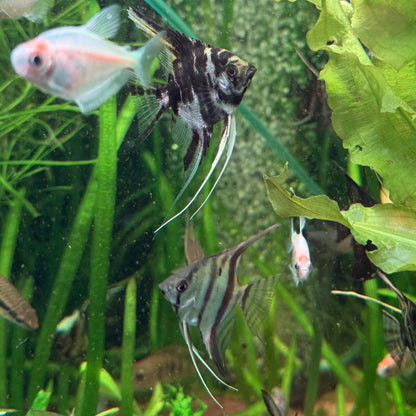 Assorted Angelfish (Locally Bred)