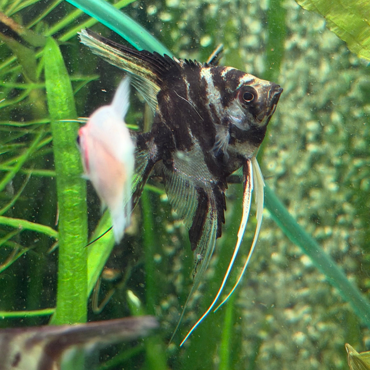 Assorted Angelfish (Locally Bred)