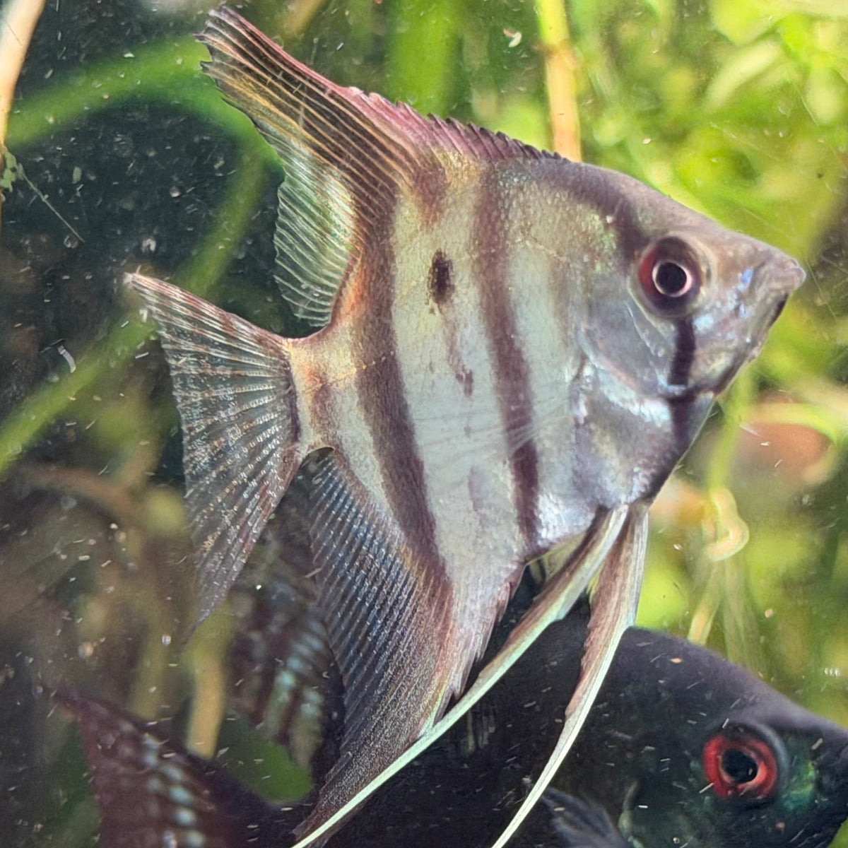 Assorted Angelfish (Locally Bred)
