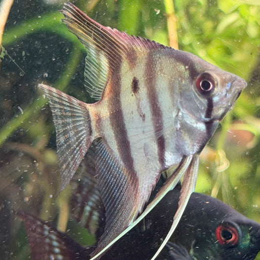 Assorted Angelfish (Locally Bred)
