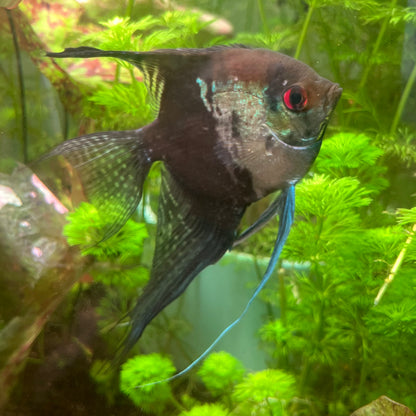 Smokey Blue Pinoy Angelfish - Pterophyllum Scalare