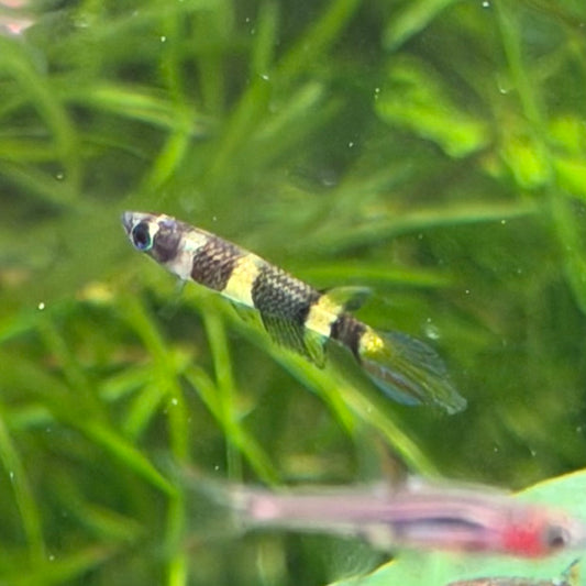 Clown Killi- Epiplatys Annulatus