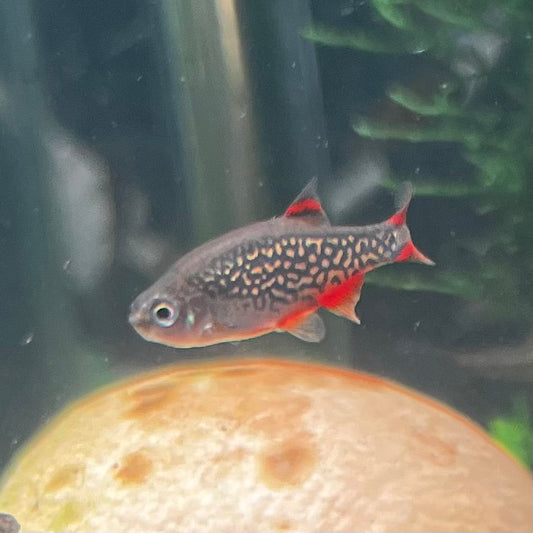 Galaxy Rasbora/Celestial Pearl Danio - Danio Margaritatus