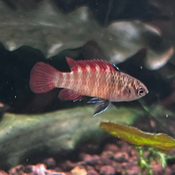 Black Tiger Dario - Dario Sp.