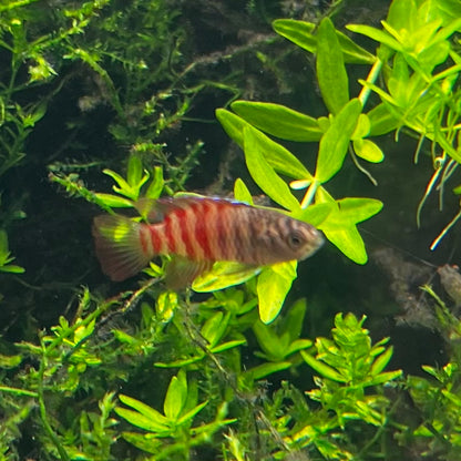 Black Tiger Dario - Dario Sp.