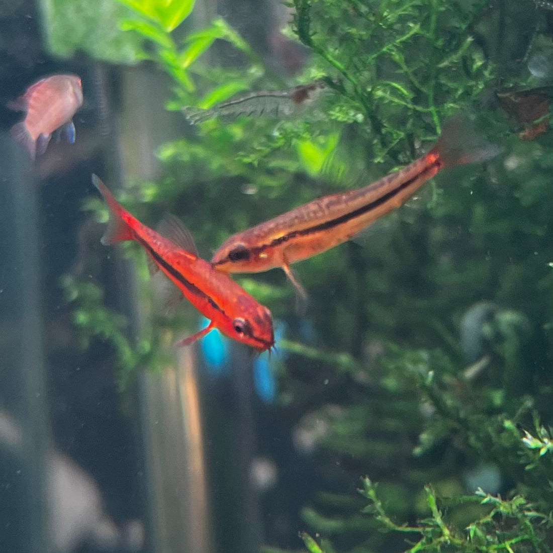 Mango/Rosy Loach - Tuberoschistura sp.