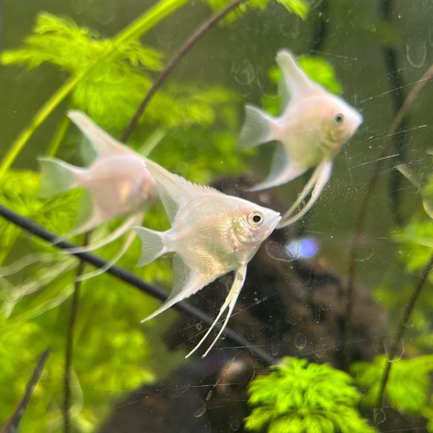 Platinum Veil Tail Angelfish - Pterophyllum Scalare