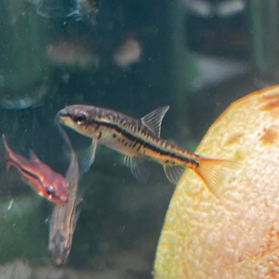 Mango/Rosy Loach - Tuberoschistura sp.