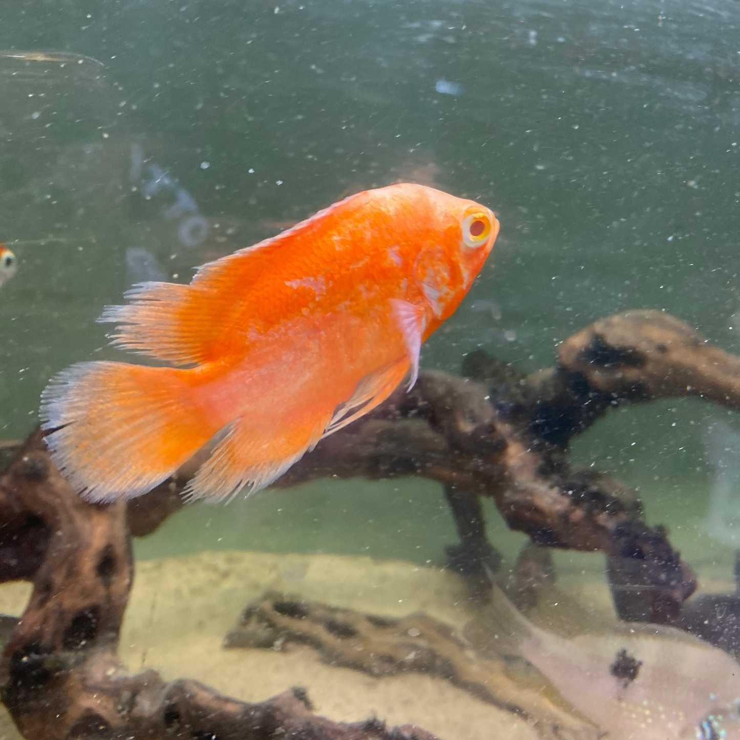 Red Chili Oscar - Astronotus Ocellatus var