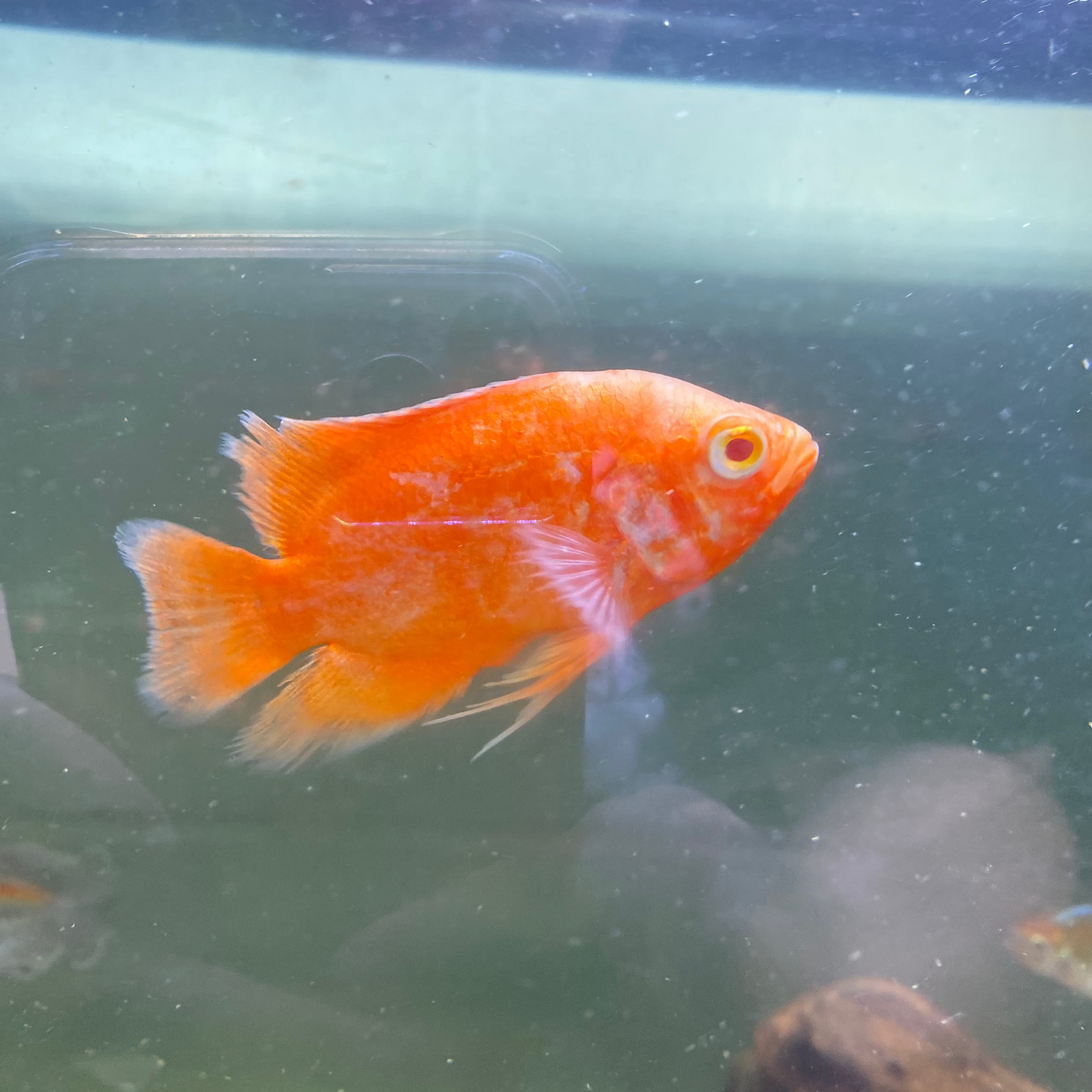 Red Chili Oscar - Astronotus Ocellatus var
