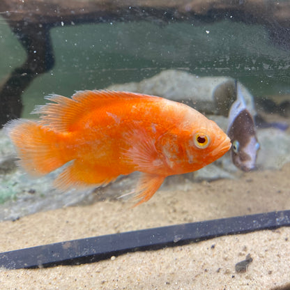 Red Chili Oscar - Astronotus Ocellatus var