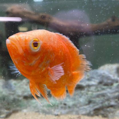 Red Chili Oscar - Astronotus Ocellatus var