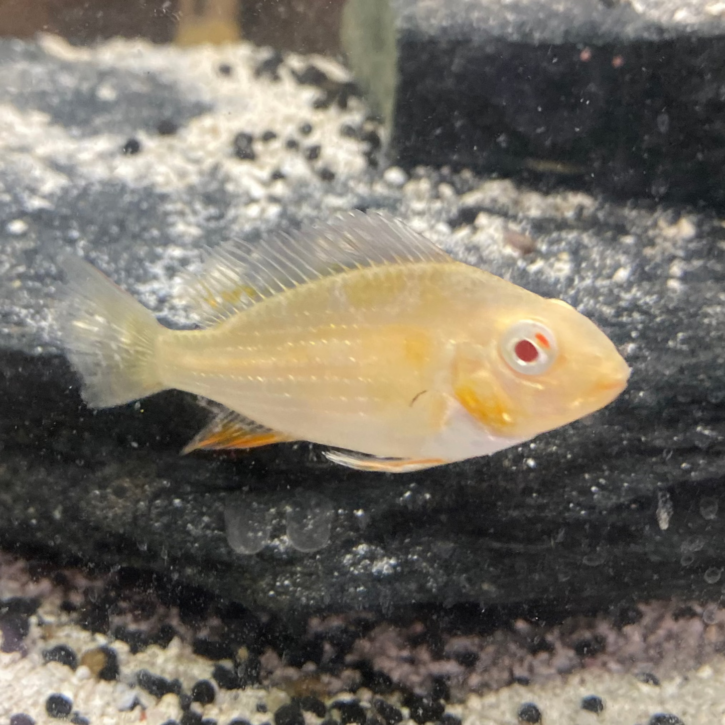 Albino Threadfin Geophagus