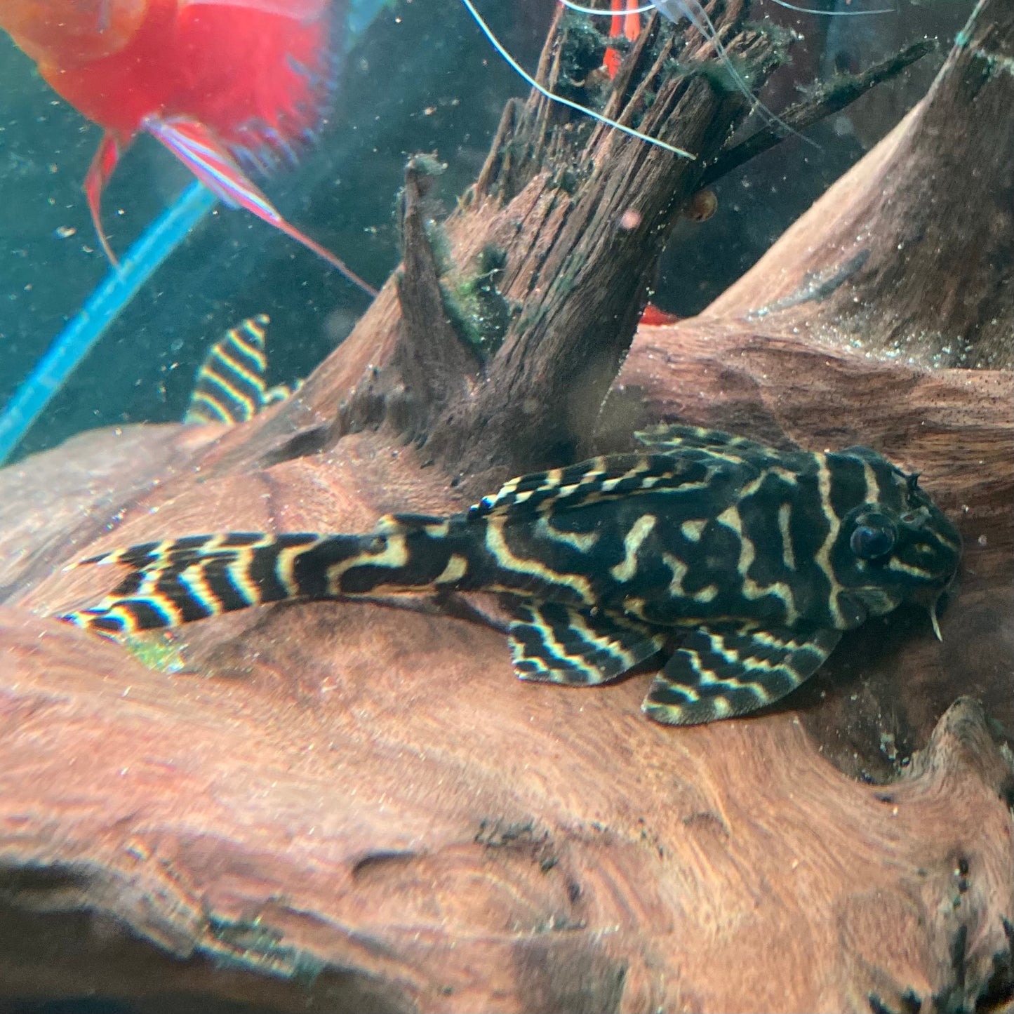 L333 Belo Monte Tiger Gold Pleco