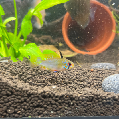 German Ram - Blue Ram - Mikrogeophagus Ramirezi