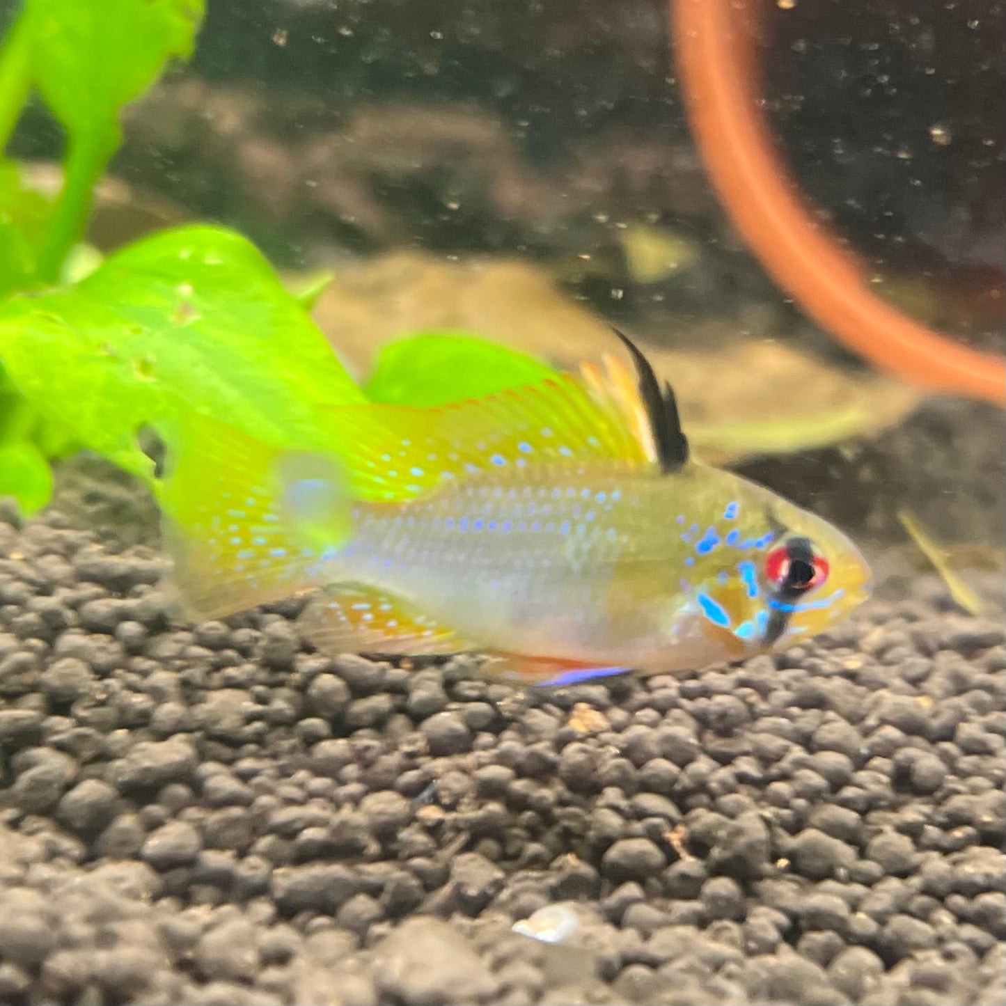 German Ram - Blue Ram - Mikrogeophagus Ramirezi