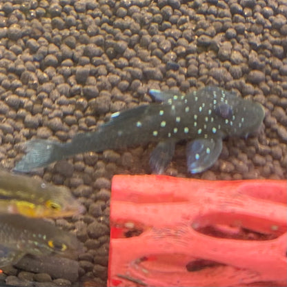 Blue Phantom Pleco L128