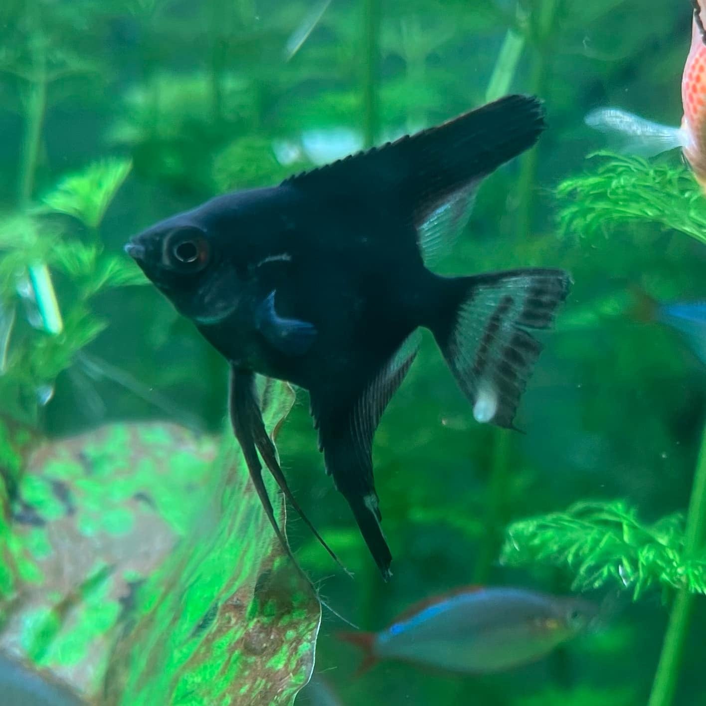 Black Veil Tail Angelfish -  Pterophyllum Scalare