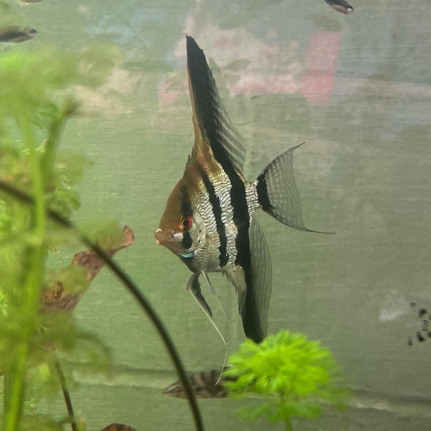 Zebra Angelfish