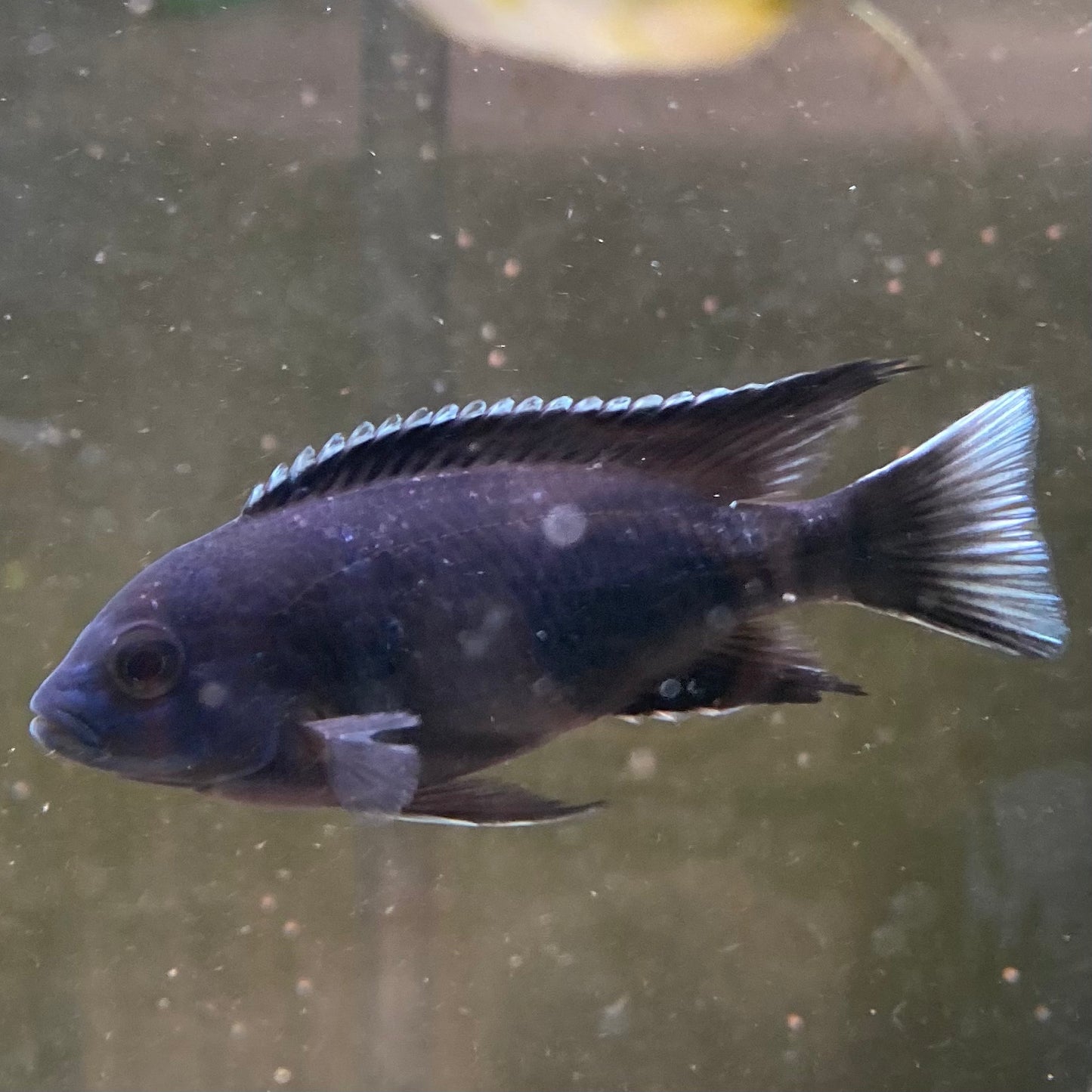 White Tail Acei - Pseudotropheus Acei