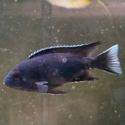 White Tail Acei - Pseudotropheus Acei