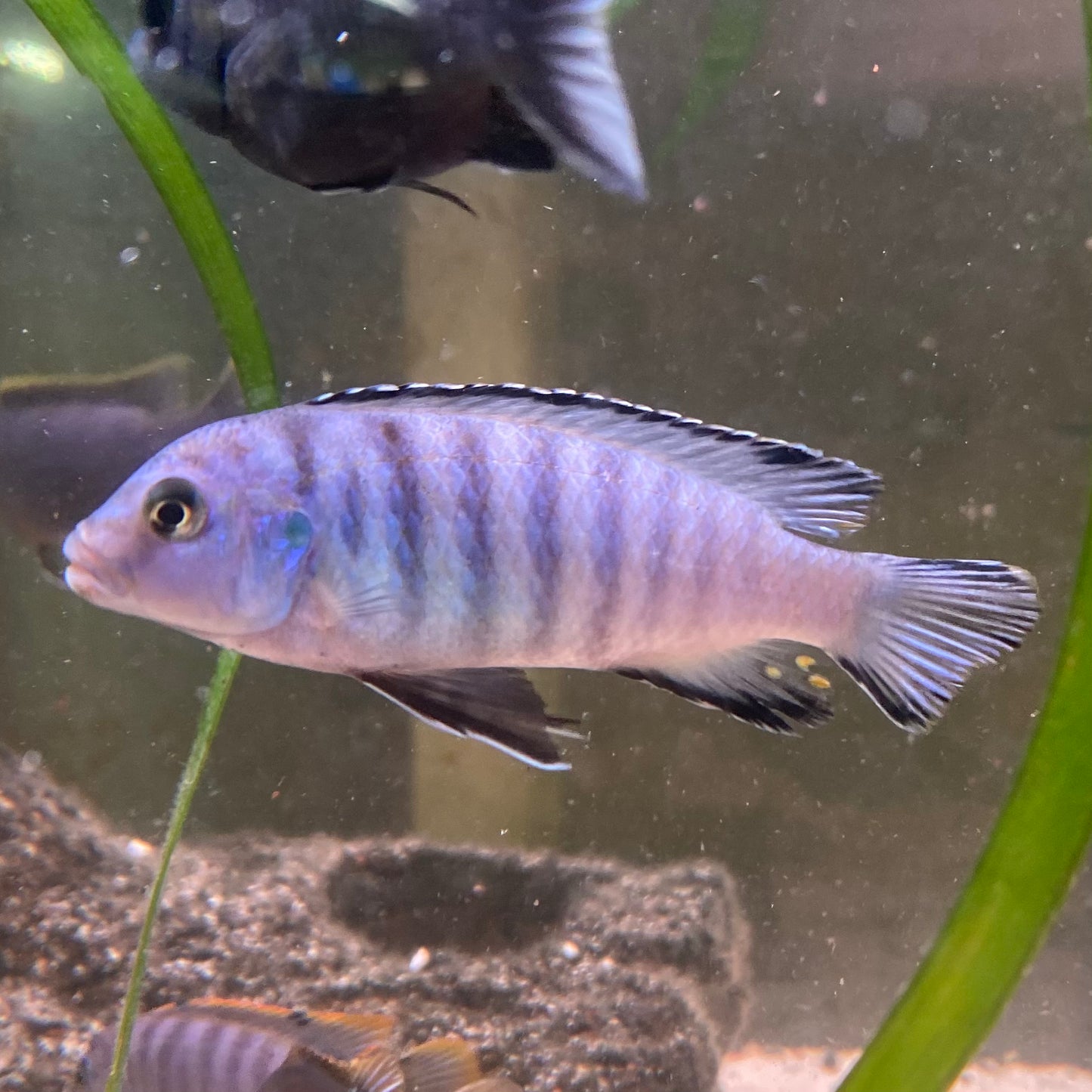Pseudotropheus Elongatus