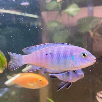 Ice Blue Zebra Cichlid - Pseudotropheus Greshakei