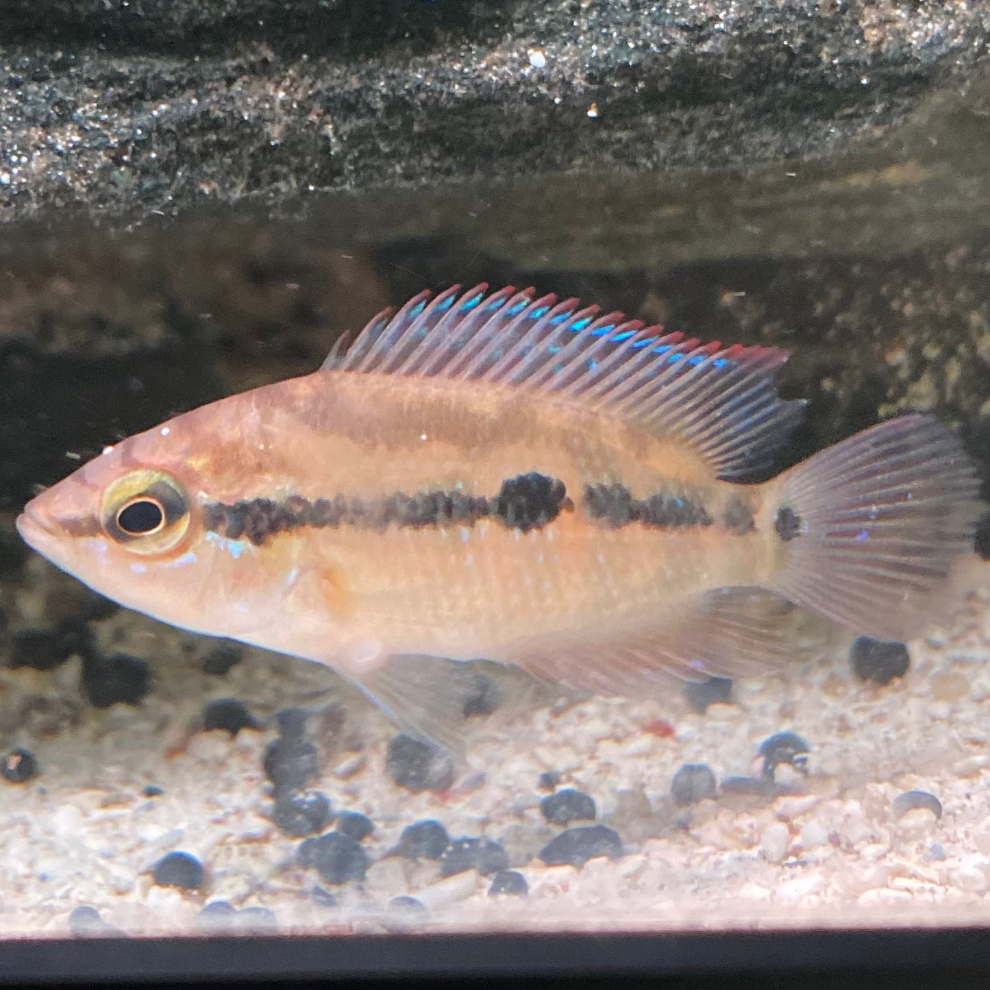 Salvini Cichlid
