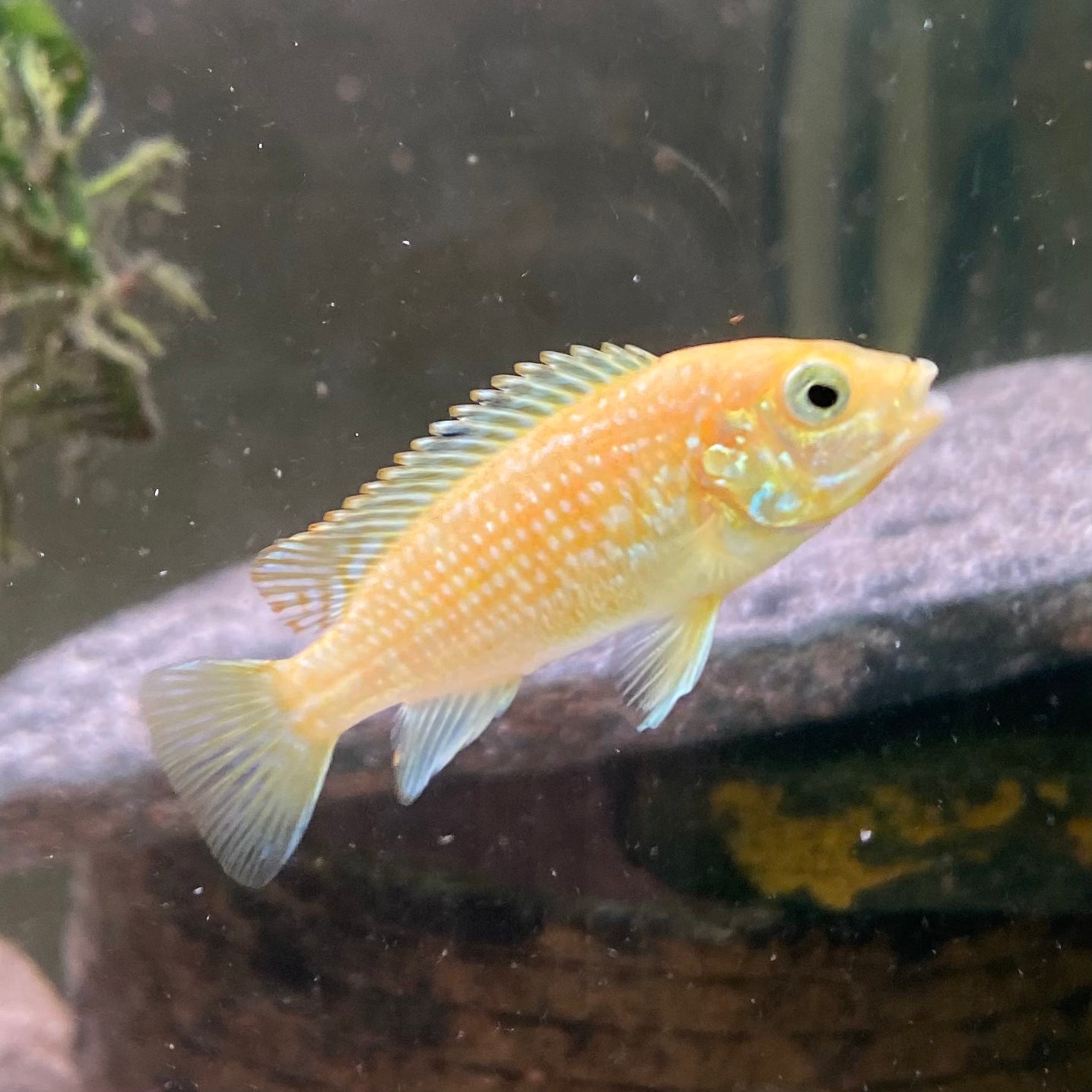 Homebred Yellow Lab Hybrid