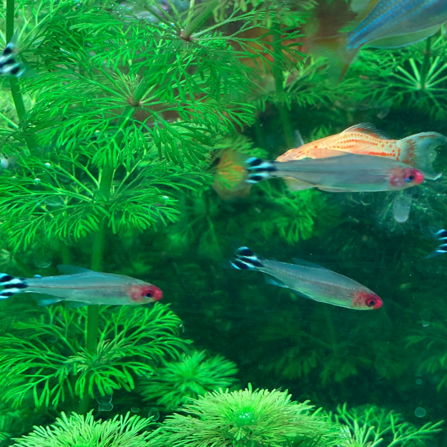 Rummy Nose Tetra - Hemigrammus Bleheri