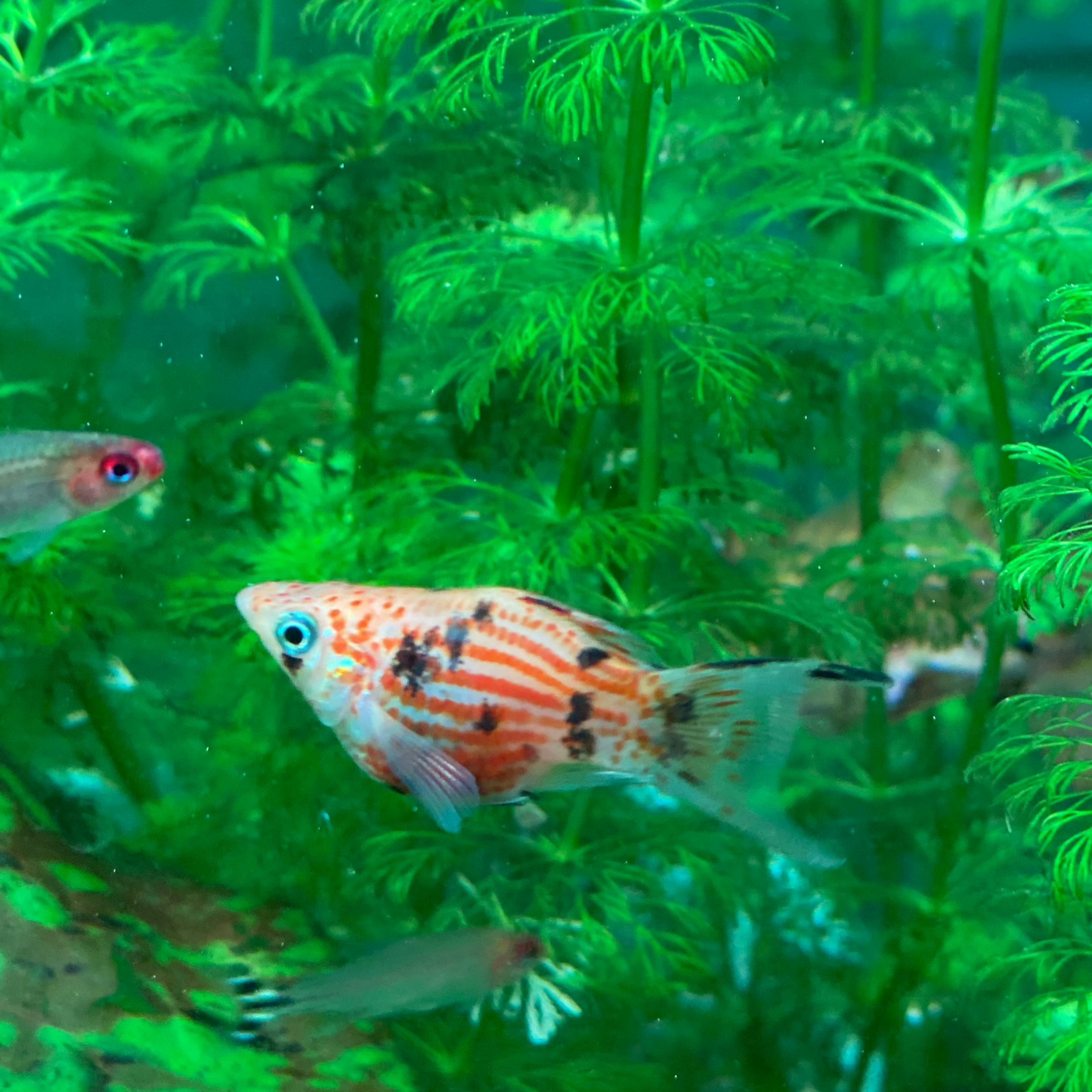 Assorted Lyretail Balloon Molly