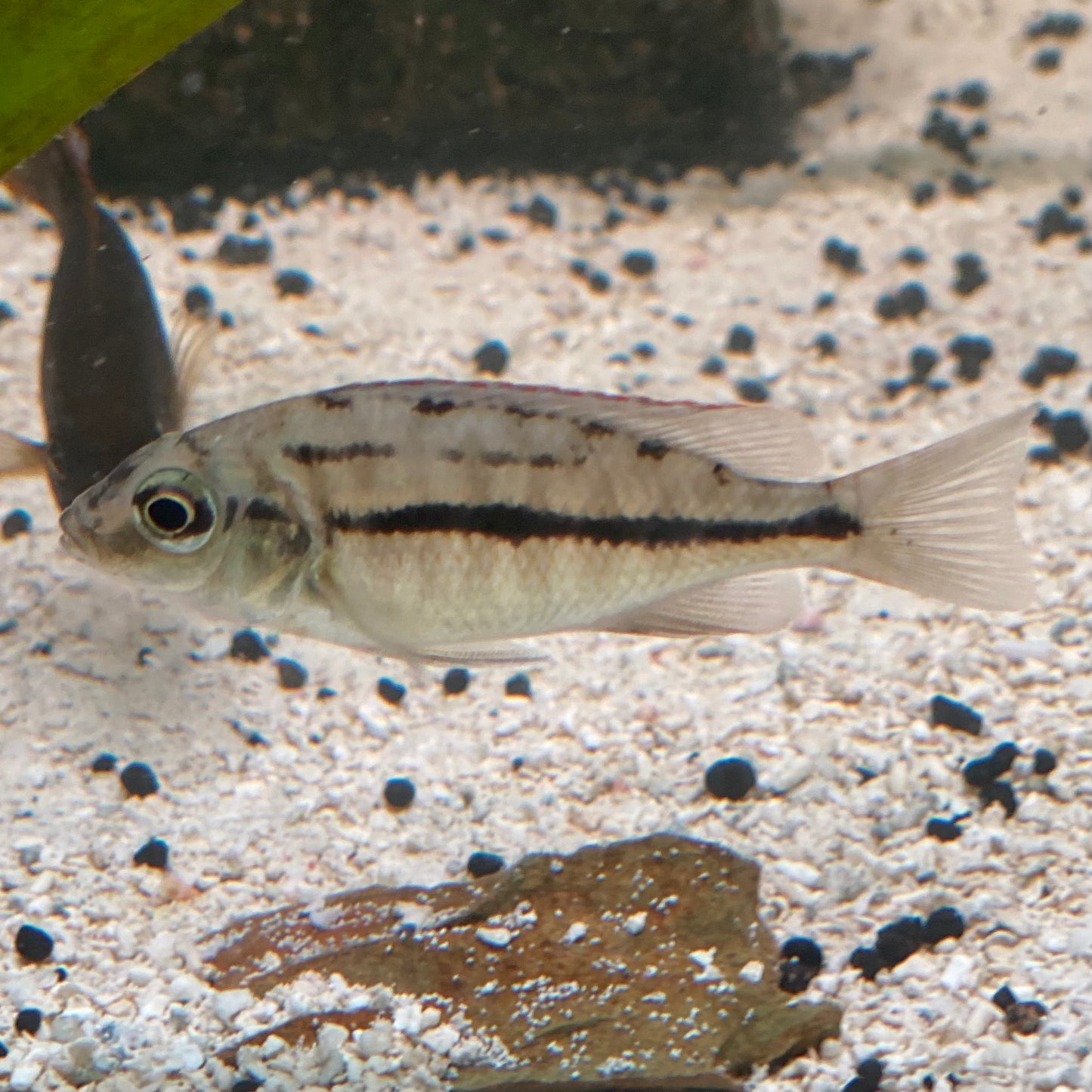 Red Empress Cichlid - Protomelas Taeniolatus