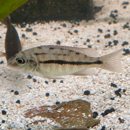 Red Empress Cichlid - Protomelas Taeniolatus