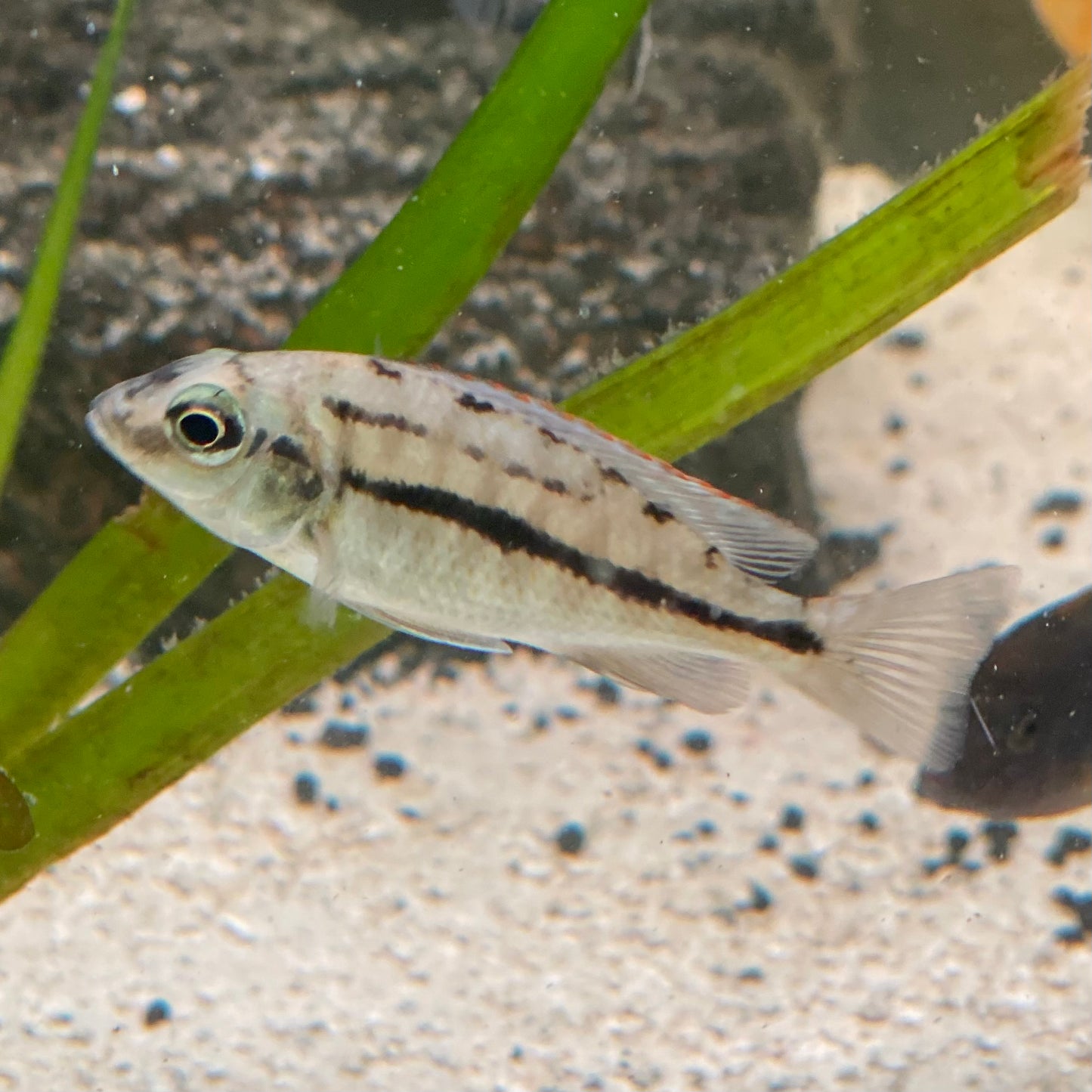 Red Empress Cichlid - Protomelas Taeniolatus