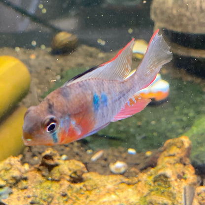 Bolivian Ram - Mikrogeophagus Altispinosus