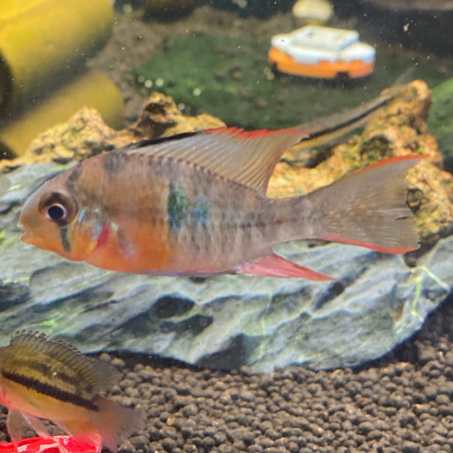 Bolivian Ram - Mikrogeophagus Altispinosus