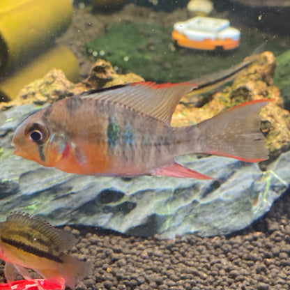 Bolivian Ram - Mikrogeophagus Altispinosus