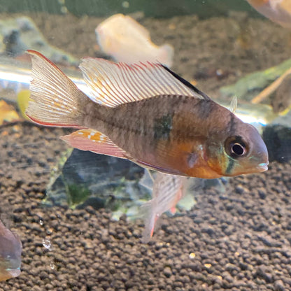 Bolivian Ram - Mikrogeophagus Altispinosus