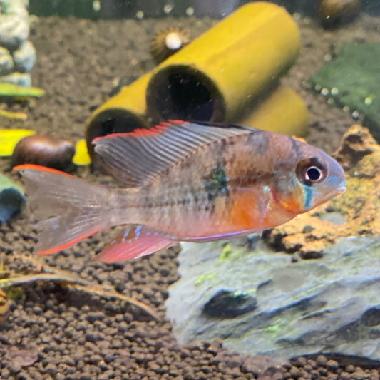 Bolivian Ram - Mikrogeophagus Altispinosus