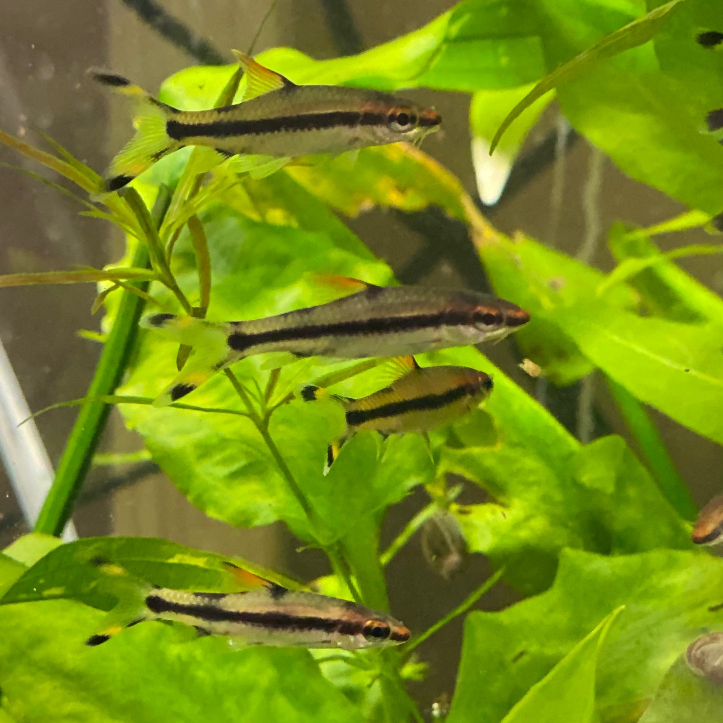 Denison Barb