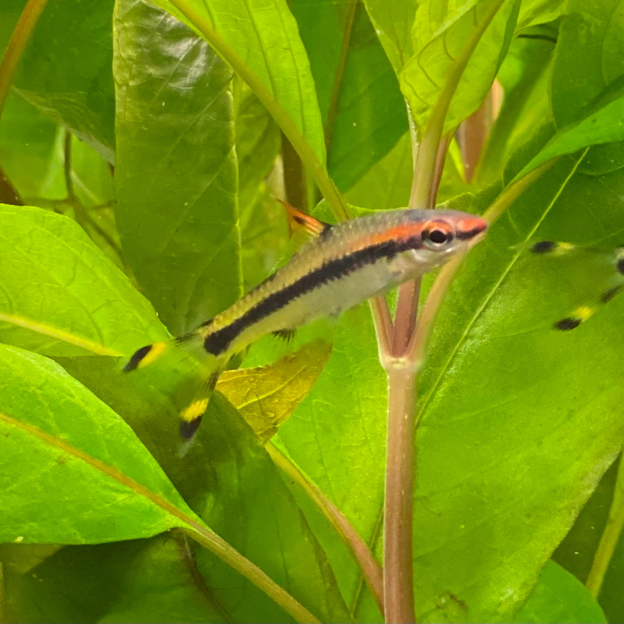Denison Barb