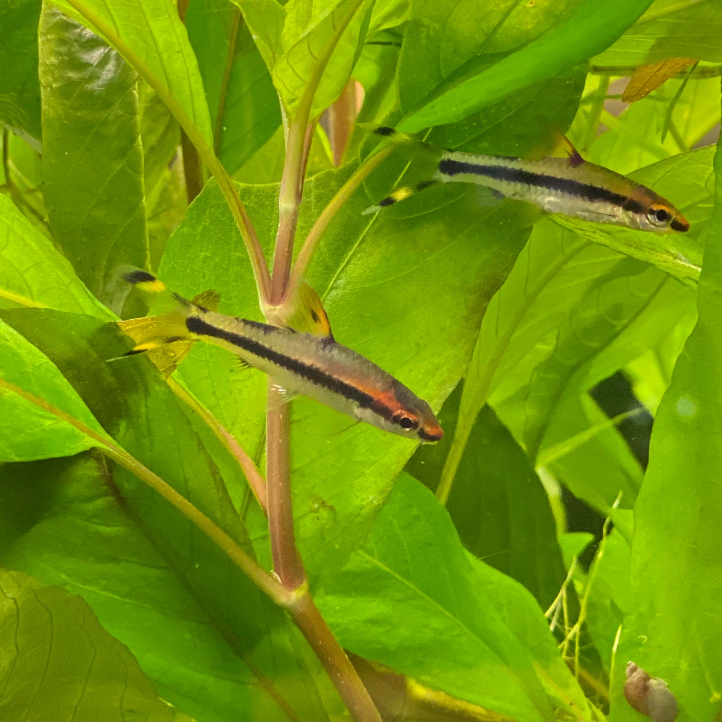 Denison Barb