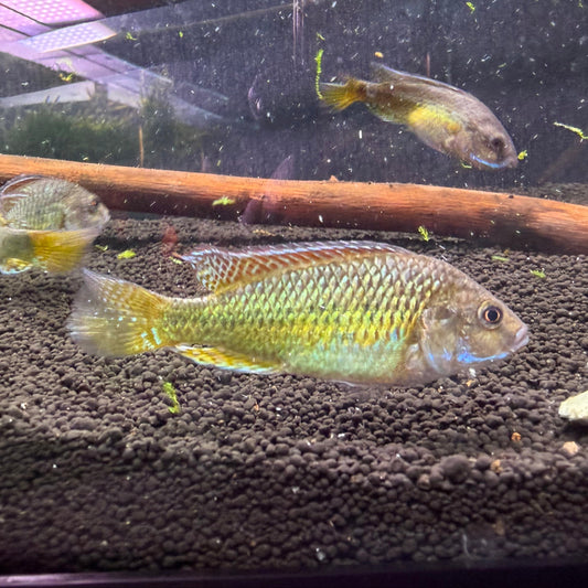 Pseudocrenilabrus sp. Ruaha - Mouthbrooding Cichlid