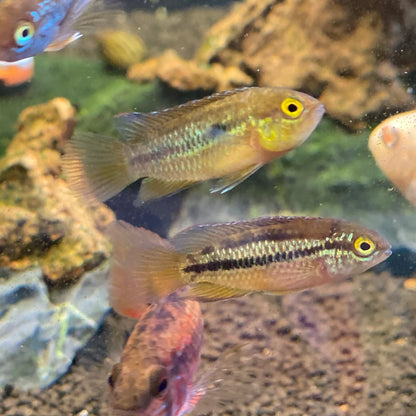 Golden Dwarf Cichlid - Nannacara Anomala