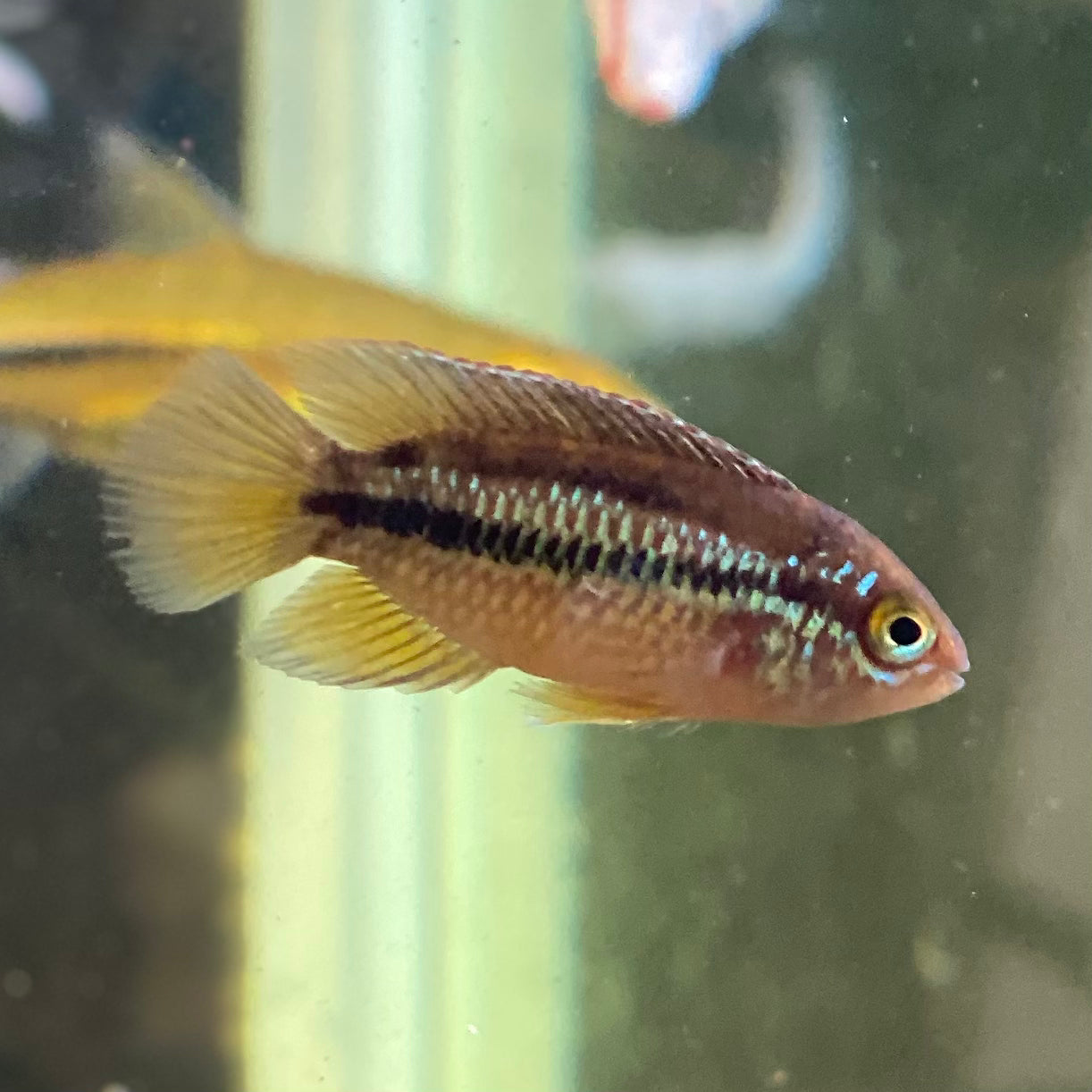 Golden Dwarf Cichlid - Nannacara Anomala