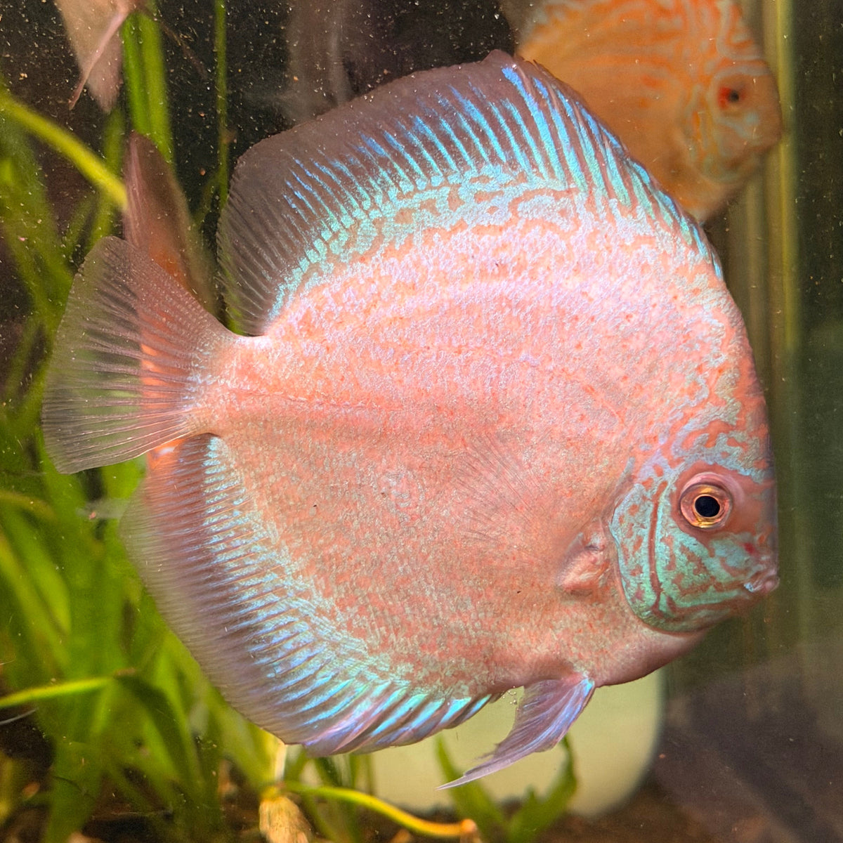 White Mercury Discus - Symphysodon Aequifasciatus