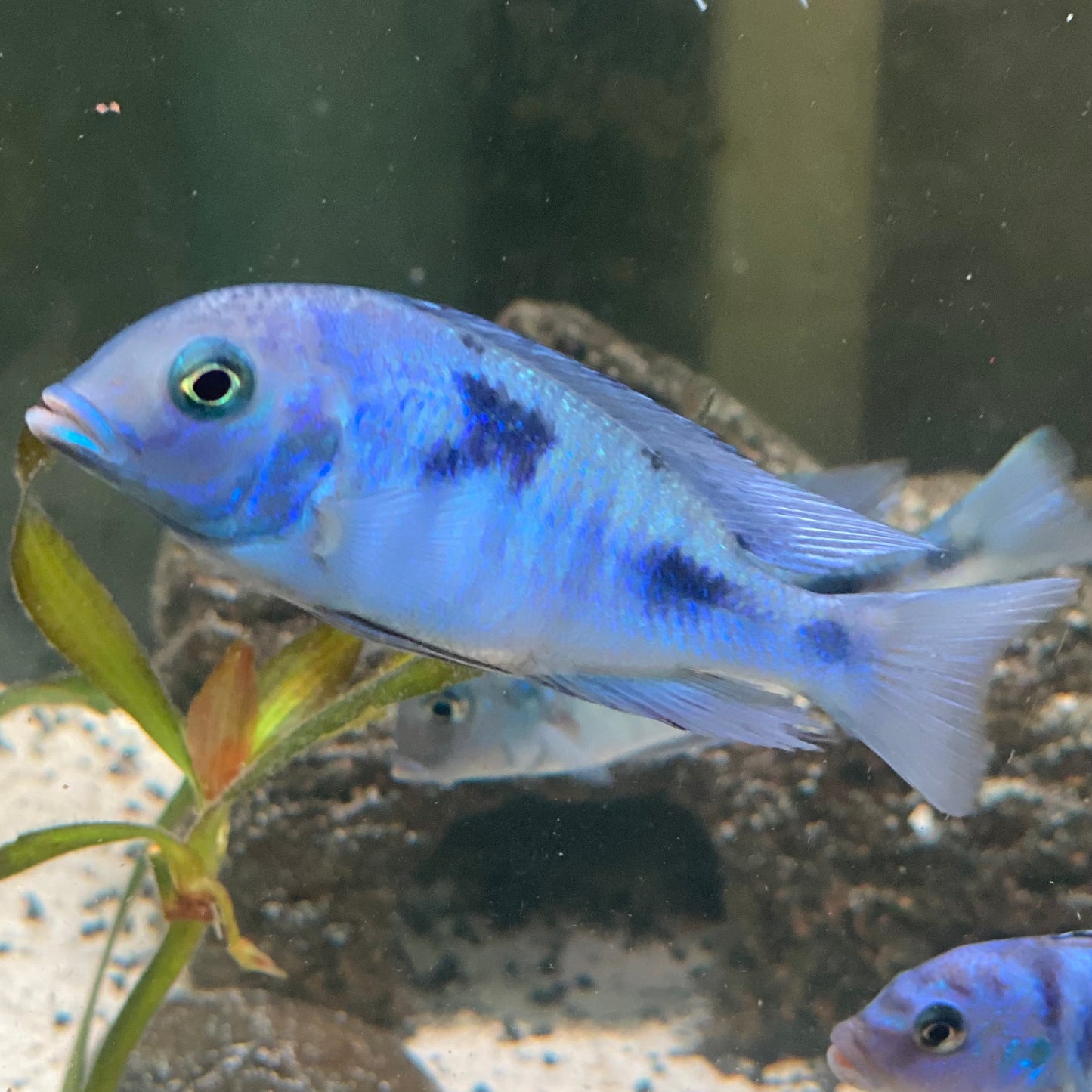 Malawi Blue Dolphin - Haplochromis Moorii
