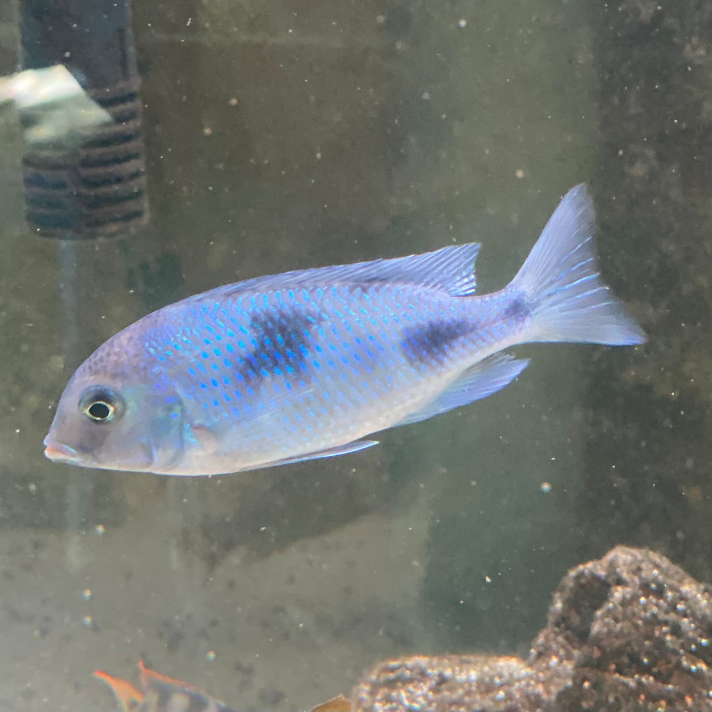 Malawi Blue Dolphin - Haplochromis Moorii