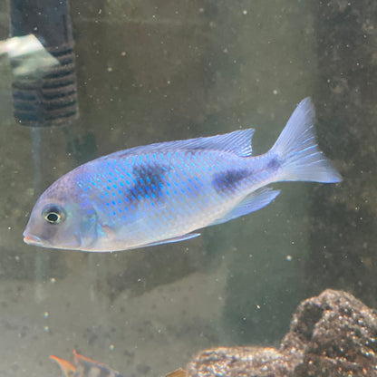 Malawi Blue Dolphin - Haplochromis Moorii