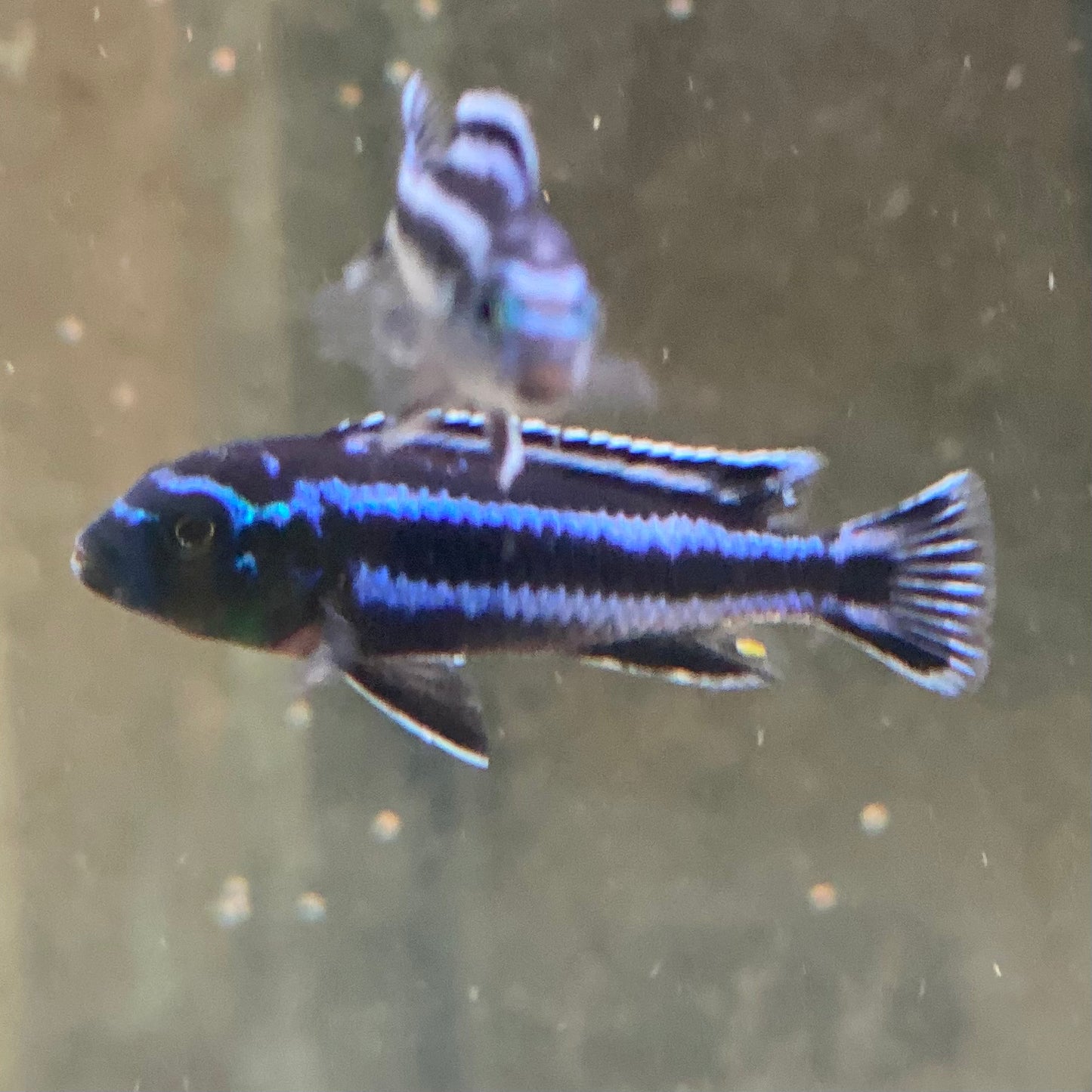 Electric Blue Maingano